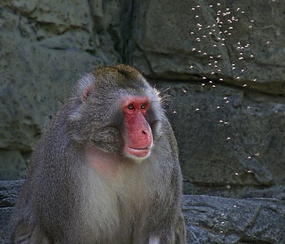 e Snow Monkey  Central park zoo  FZ28  may 2009 ps cs2 P1050096.jpg