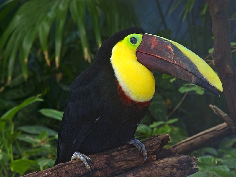 e Tucan  FZ8  RAW ps cs4 P1010013.jpg