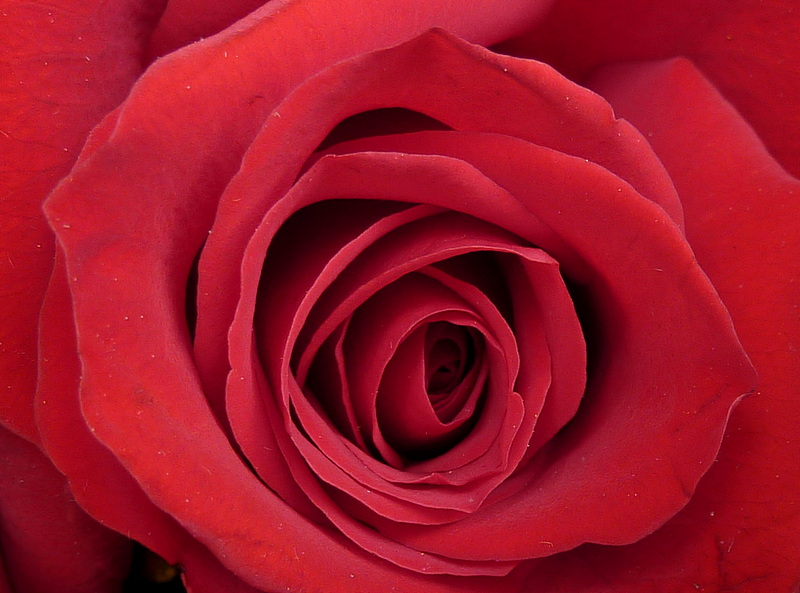 e Rose  ZS3  FS only P1040187.jpg