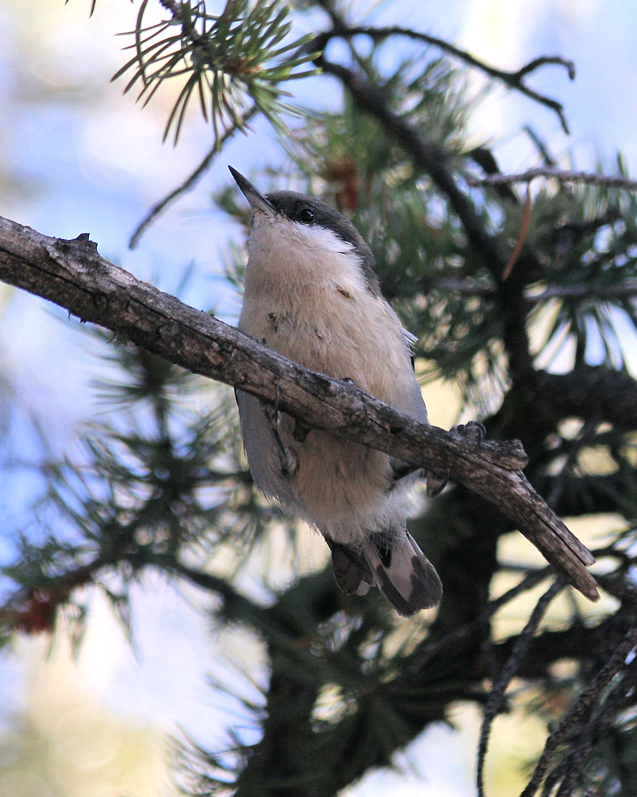 Pygmy Nuthatch