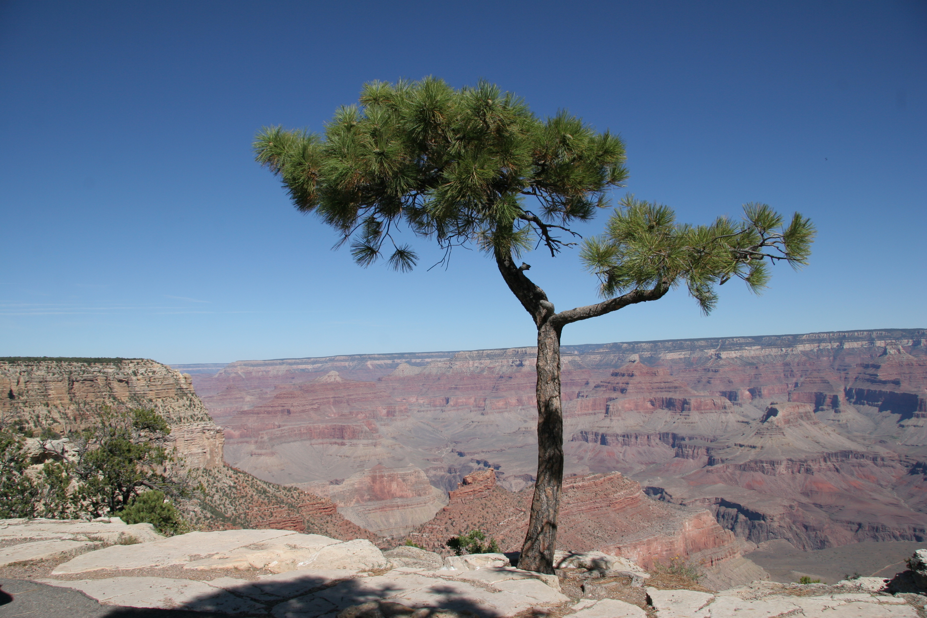 Lone tree on rim