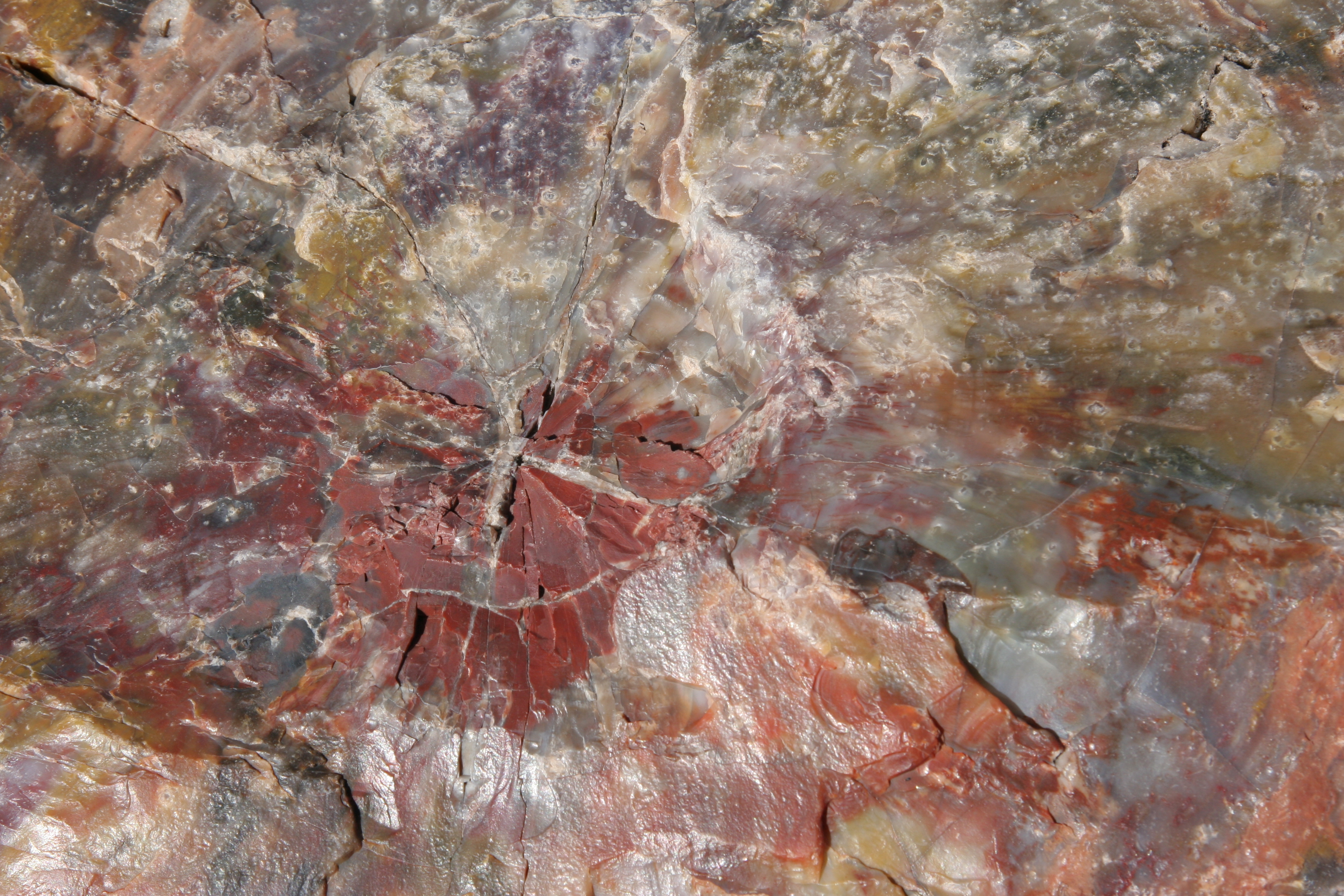 Close-up of petrified wood