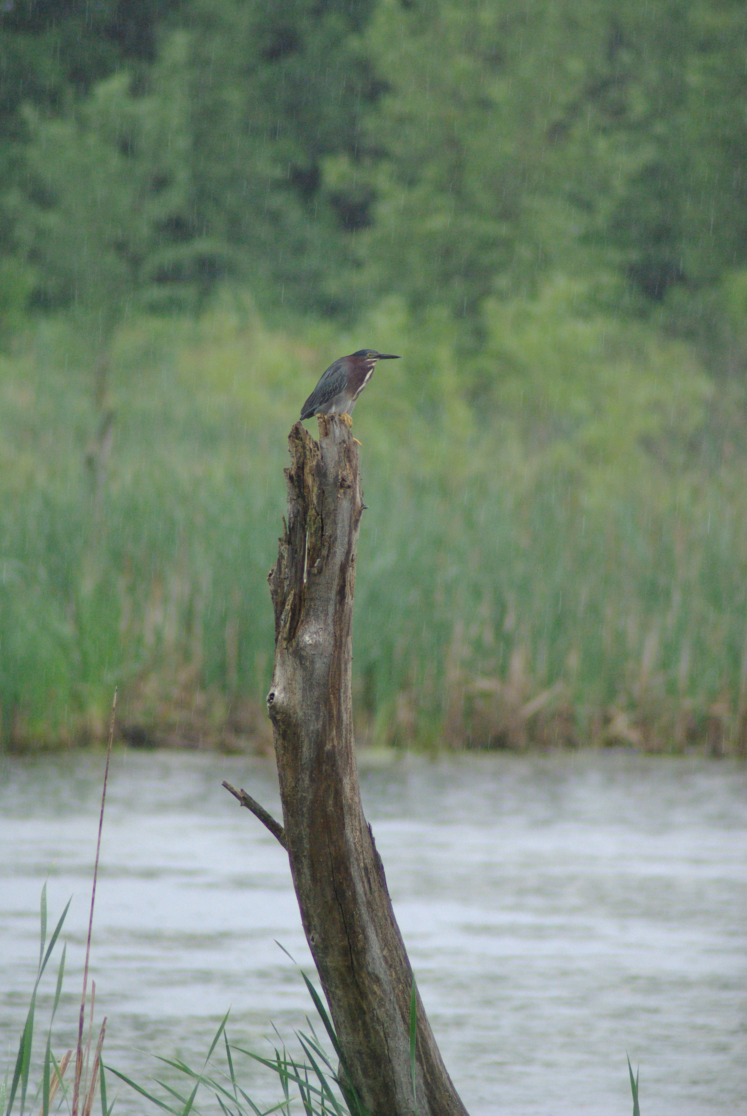 Green Heron in the rain