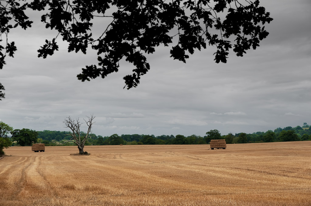 12th - Dead Tree