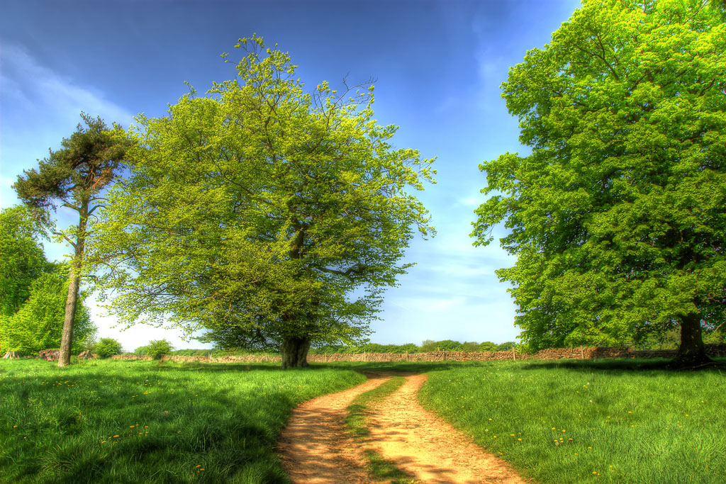 Spring Light 2