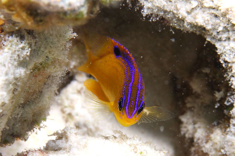 Juvenile longtail damselfish