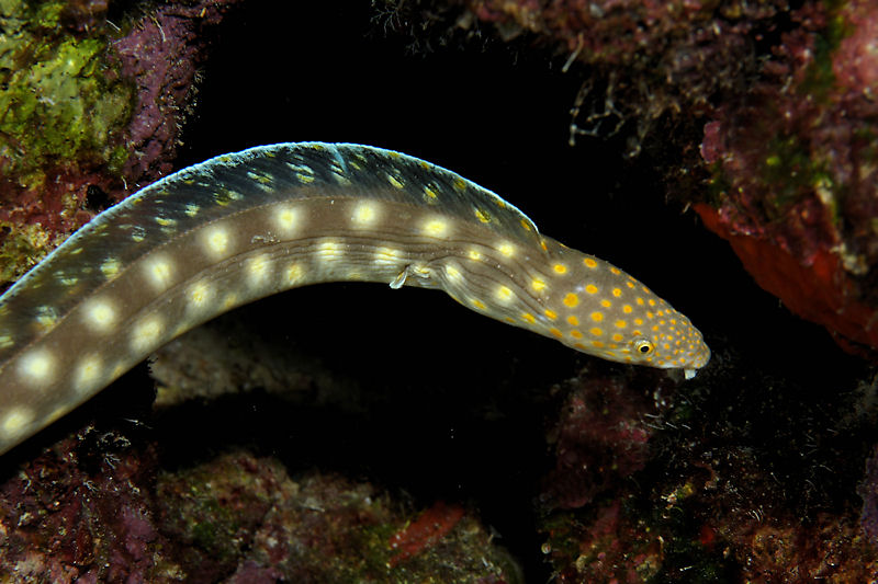 Sharptail eel