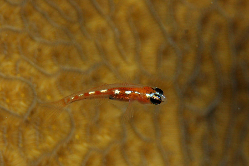 Goby