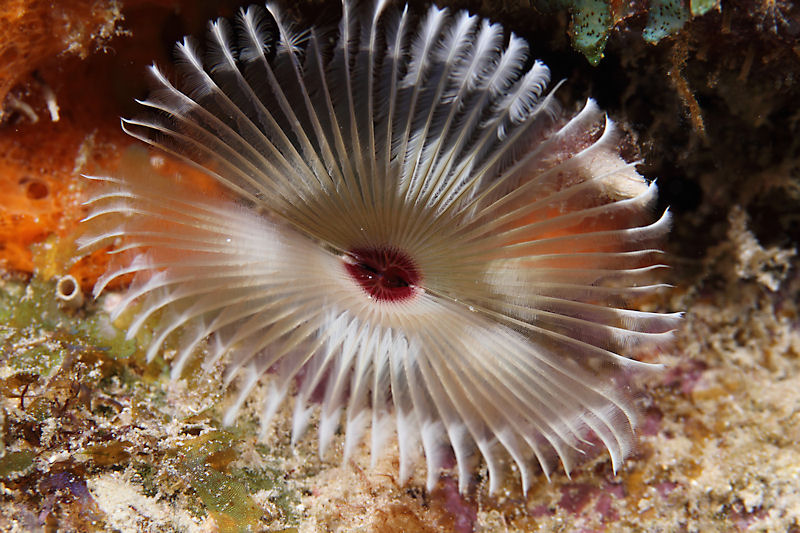 Split-crown feather duster