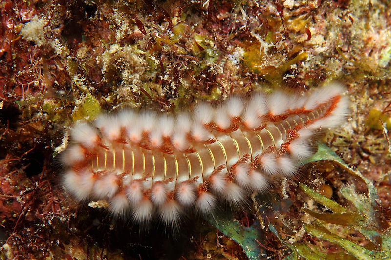 Fireworm