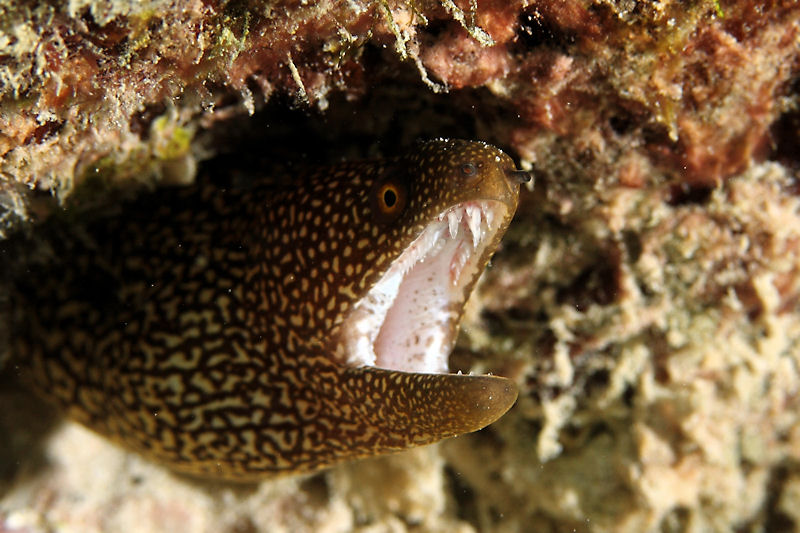 Goldentail eel