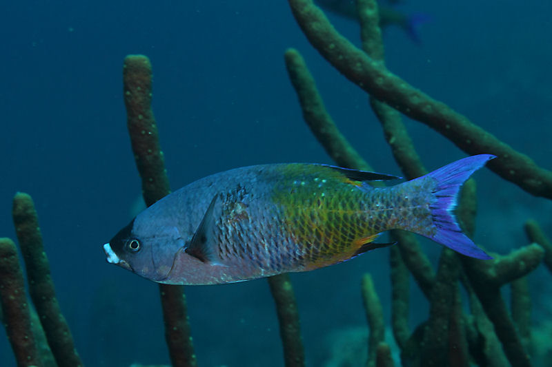 Creole wrasse