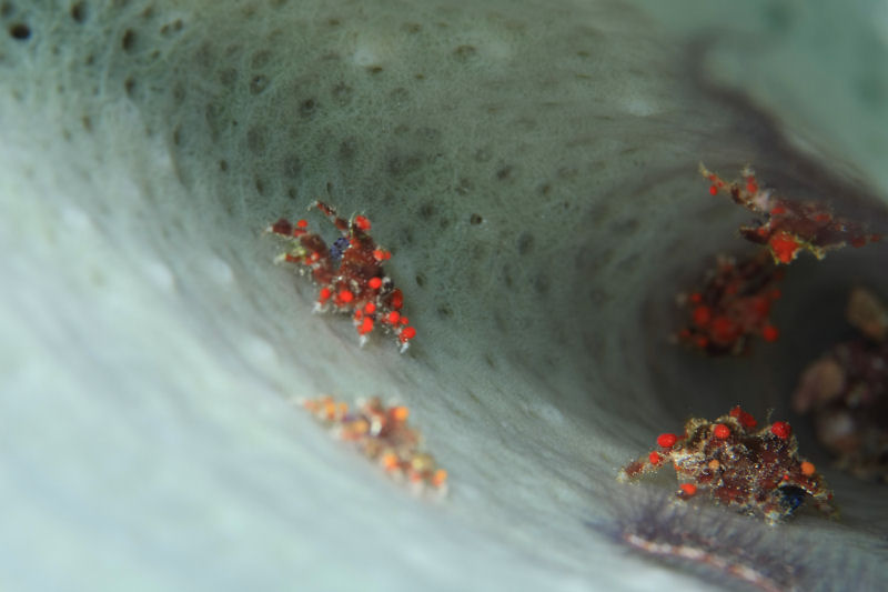 Family of teardrop crabs in sponge