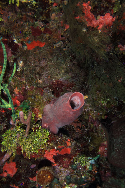 Reef scene with sponges