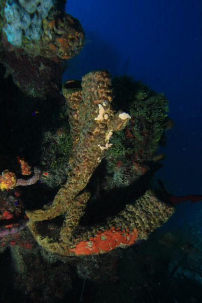 Sponges