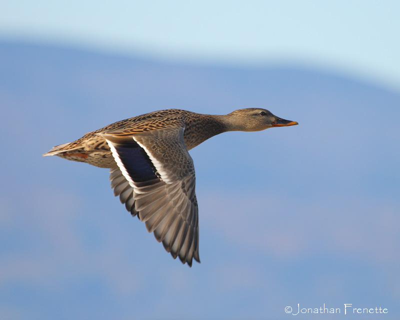 canard_colvert_fem_04.JPG