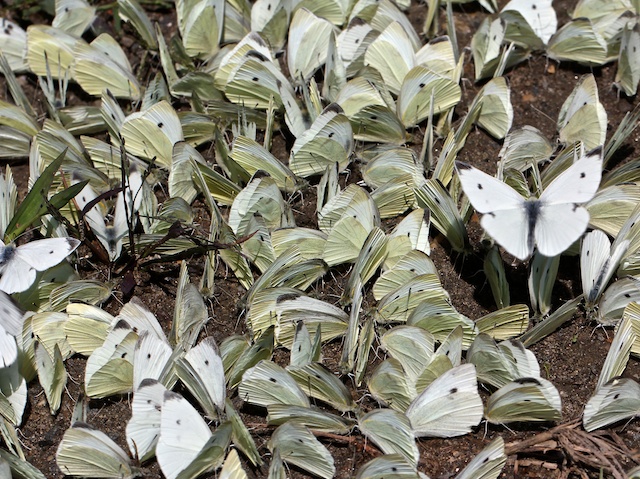 Cabbage Whites puddling