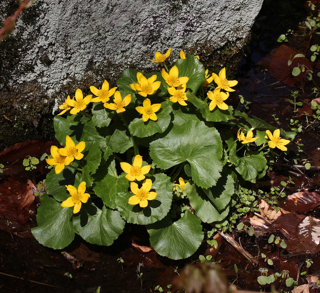 Marsh Marigolds