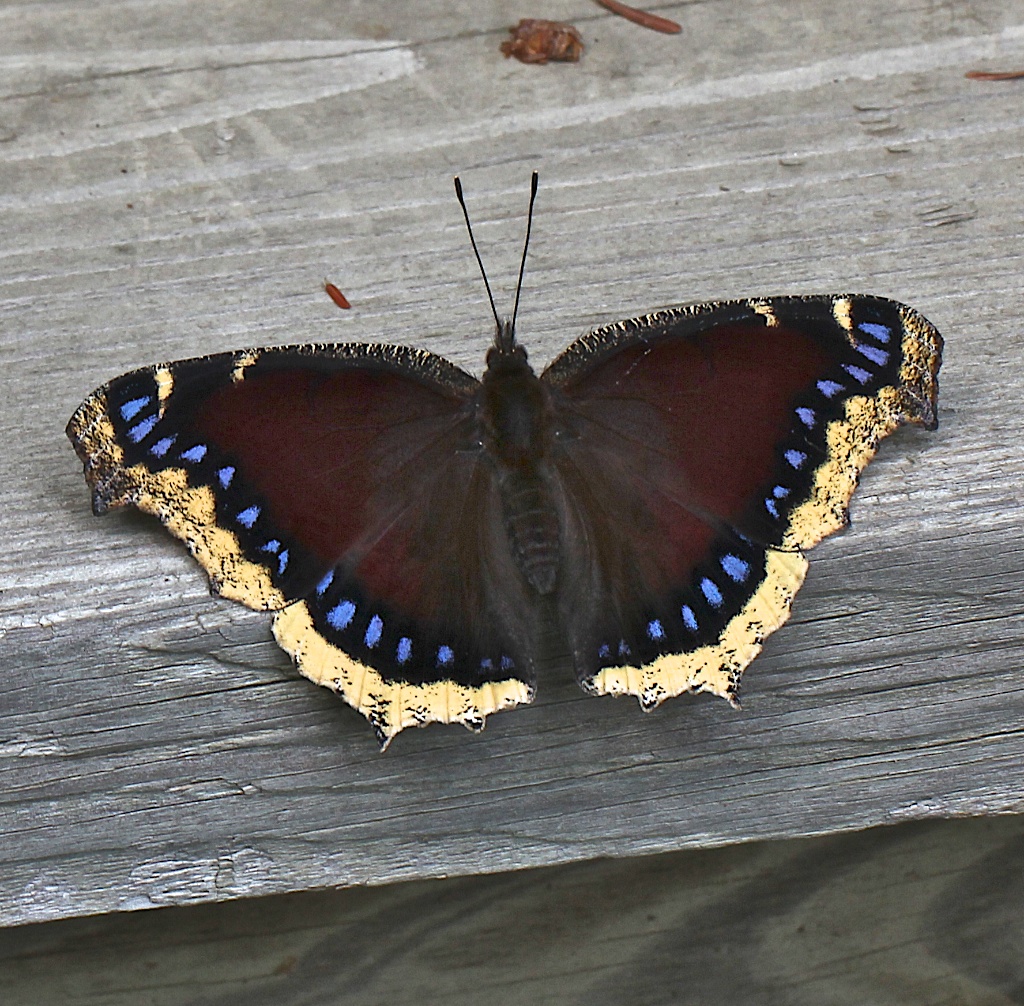 Mourning Cloak