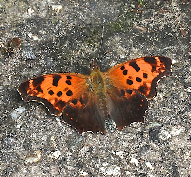 Eastern Comma dorsal