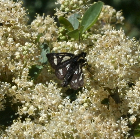 Gnophaela discreta, 8036, Sierra