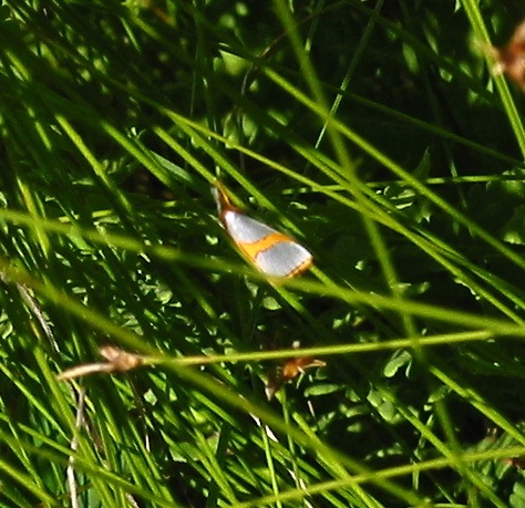 Curve-lined Argyria Moth, A. Auratella, 5465