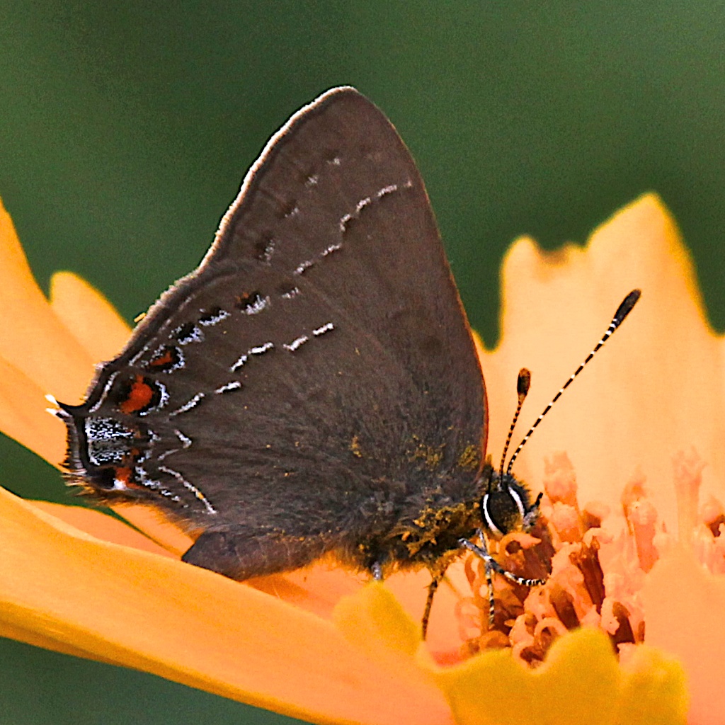 Northern Oak Hairstreak