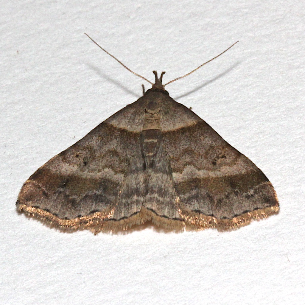  8447, Hypena madefactalis, Gray-edged Snout