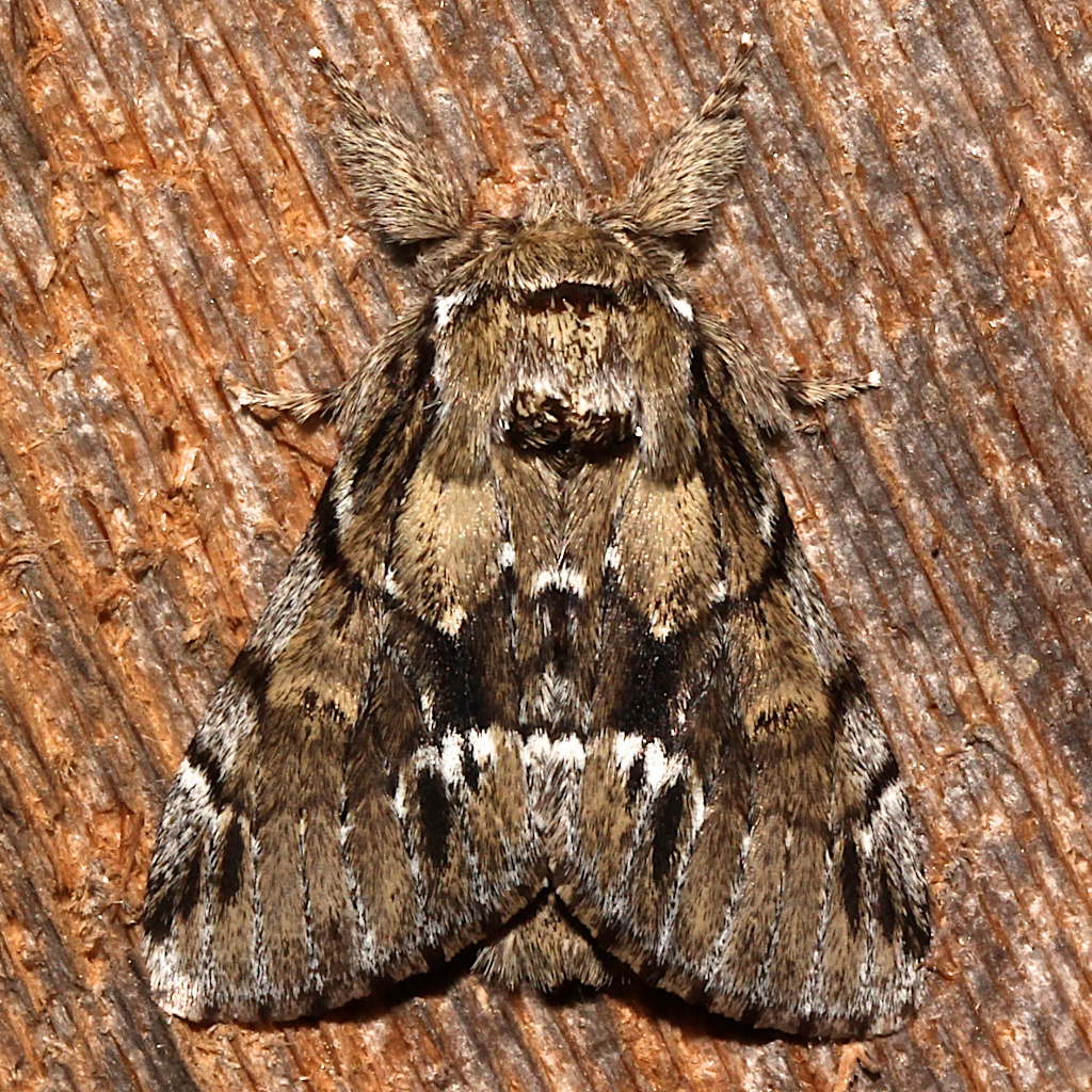 Georgian Prominent 2