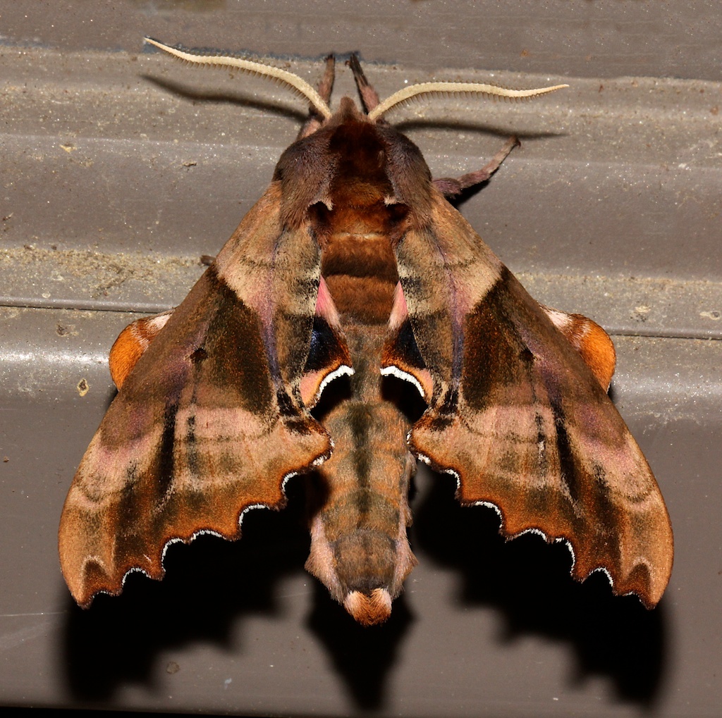 7824, Paonias excaecata, Blinded Sphinx