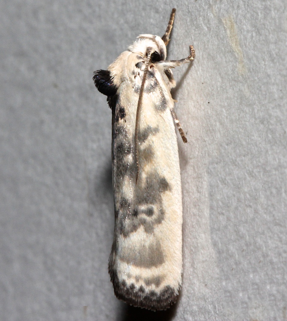 1011, Aantaeotricha schlaegeri, Schlaegers Fruitworm Moth