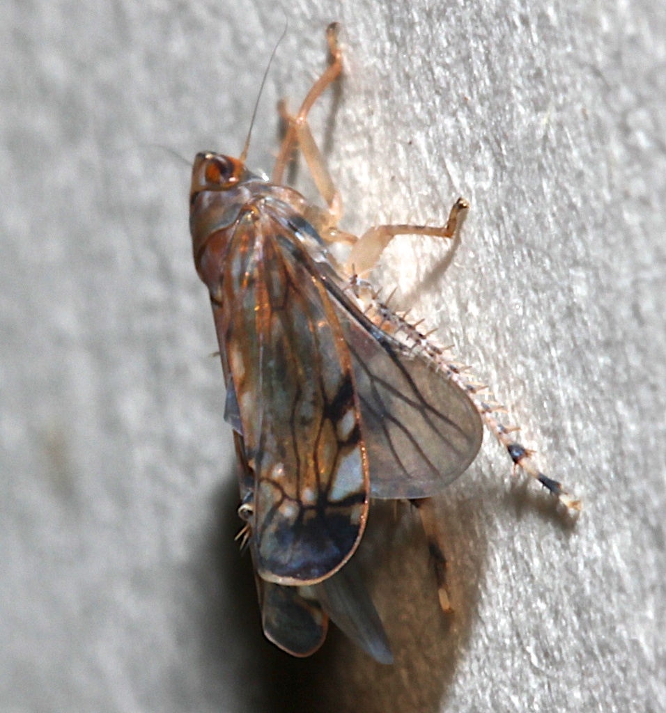 Scaphoid emus sp. Leafhopper