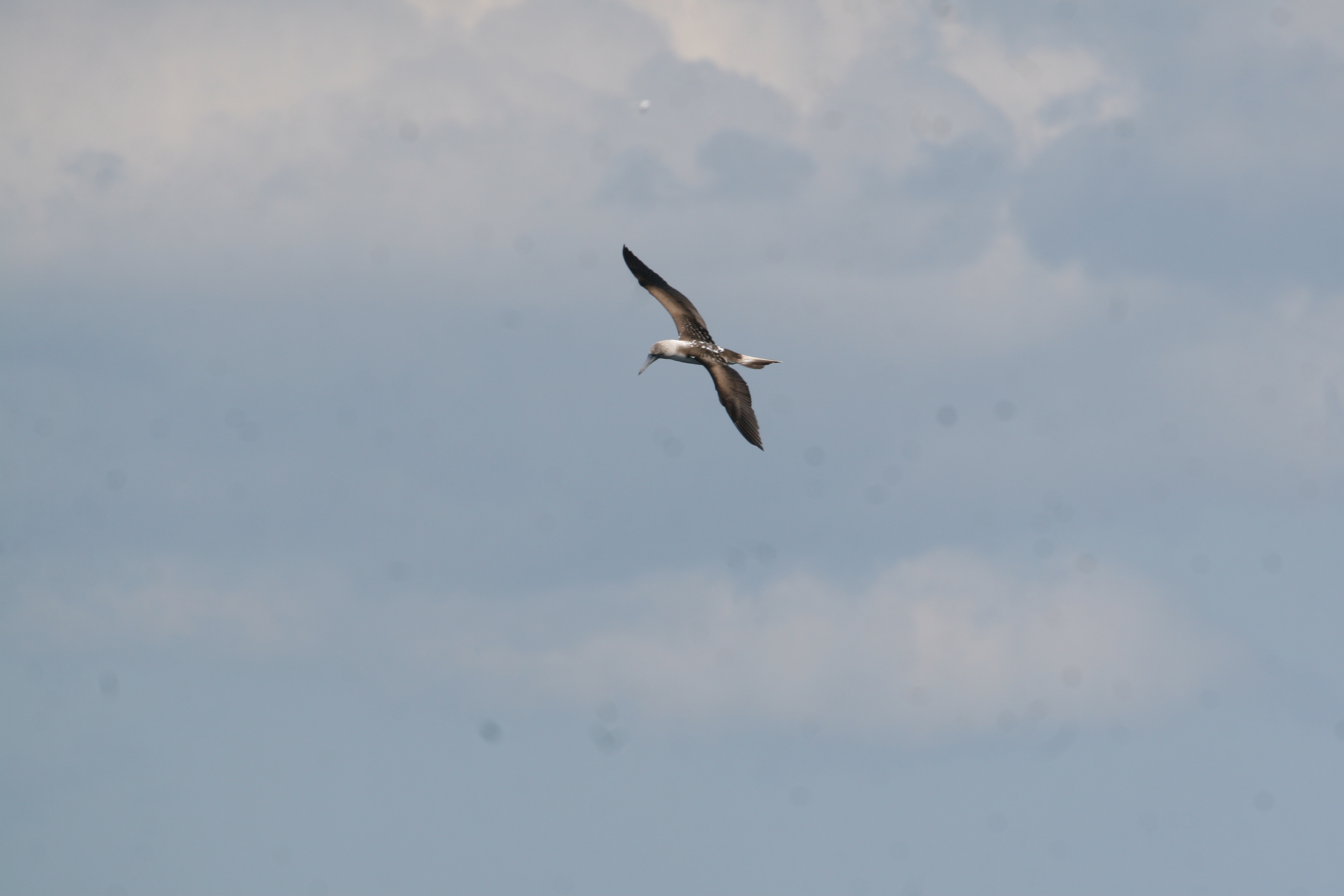 Galapagos Shearwater - Isla Plaza Sur