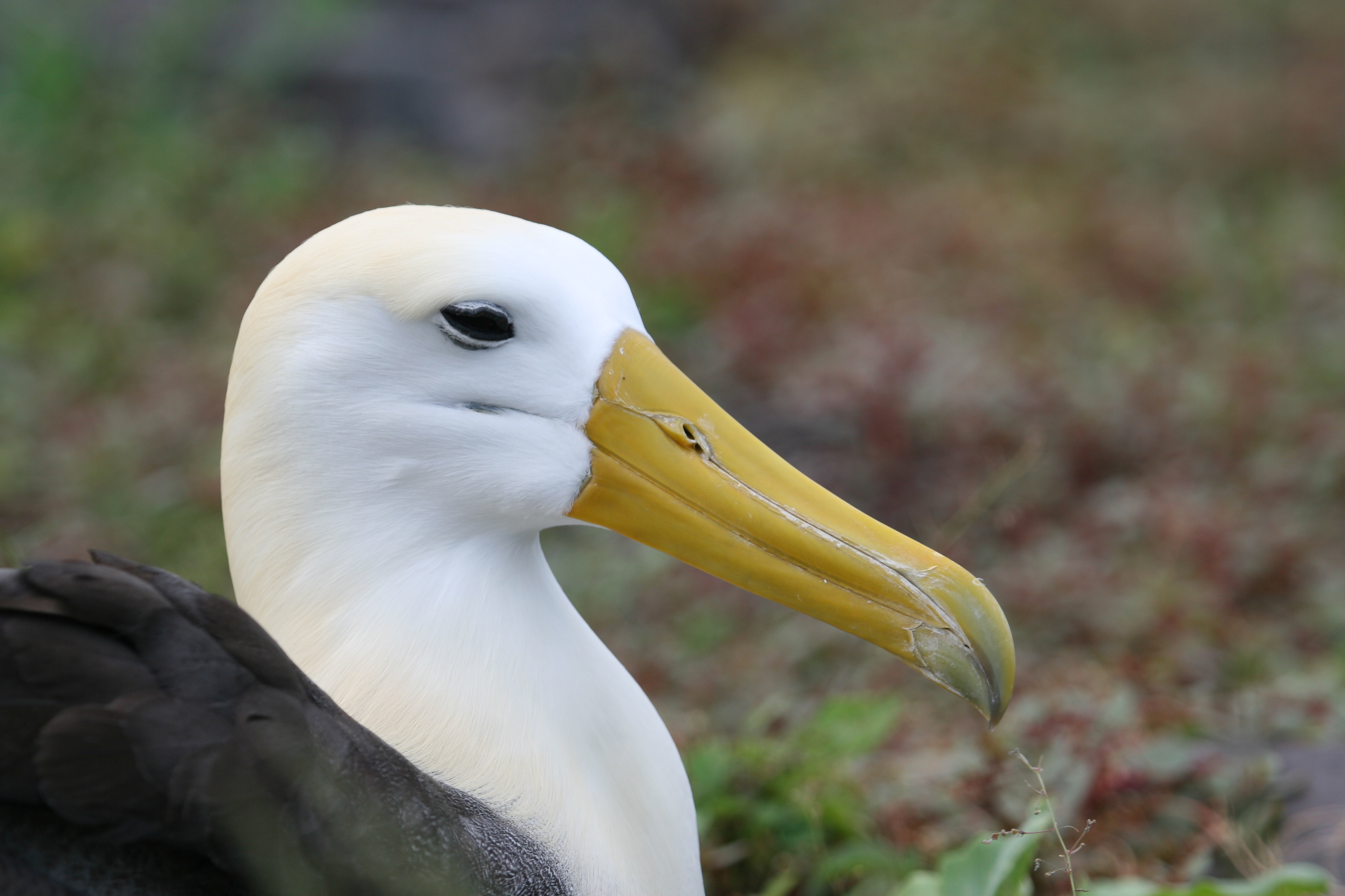 Waved Albatross - Punta Suarez, Isla Espanola