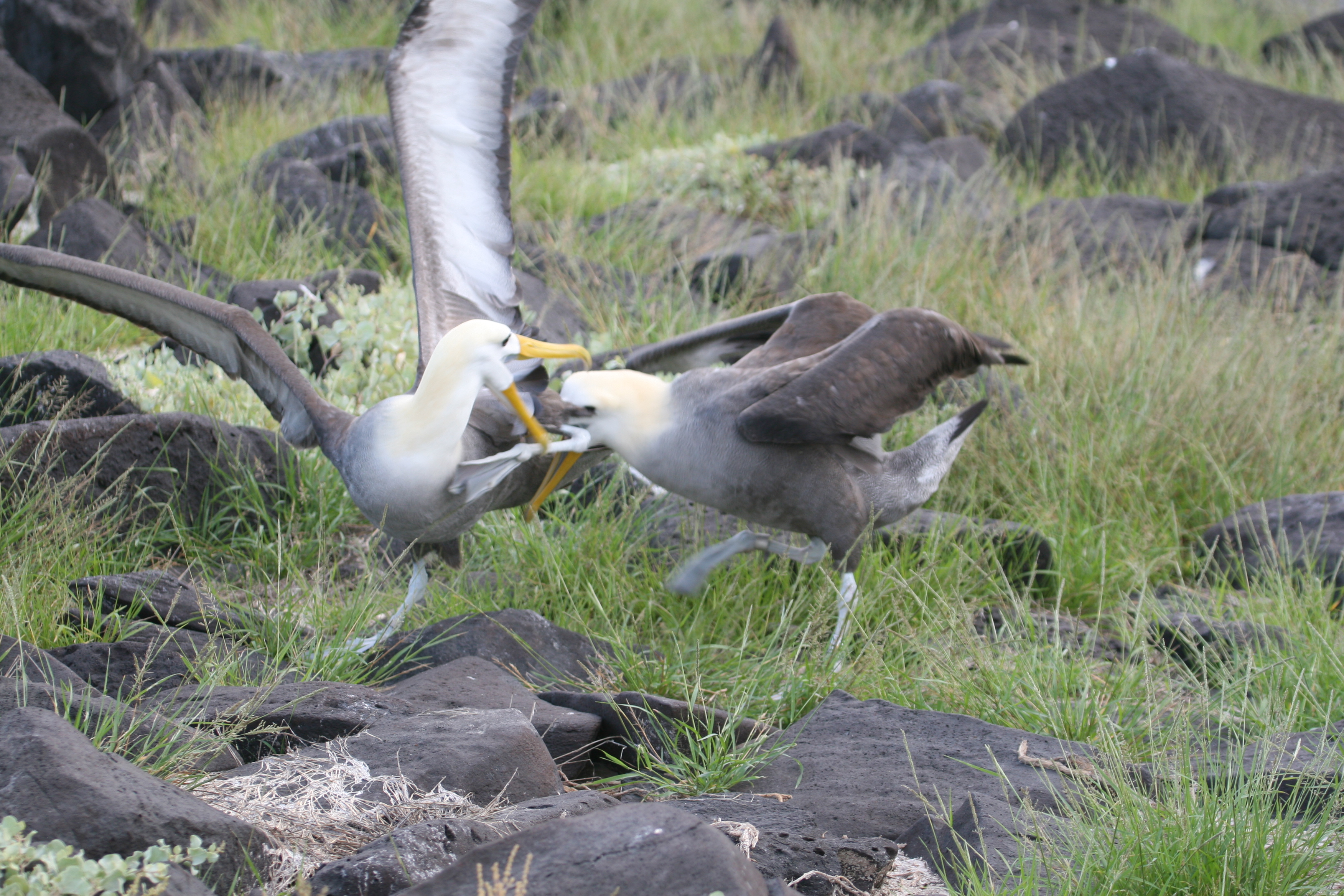 Waved Albatross Mating Behavior - Punta Suarez, Isla Espanola
