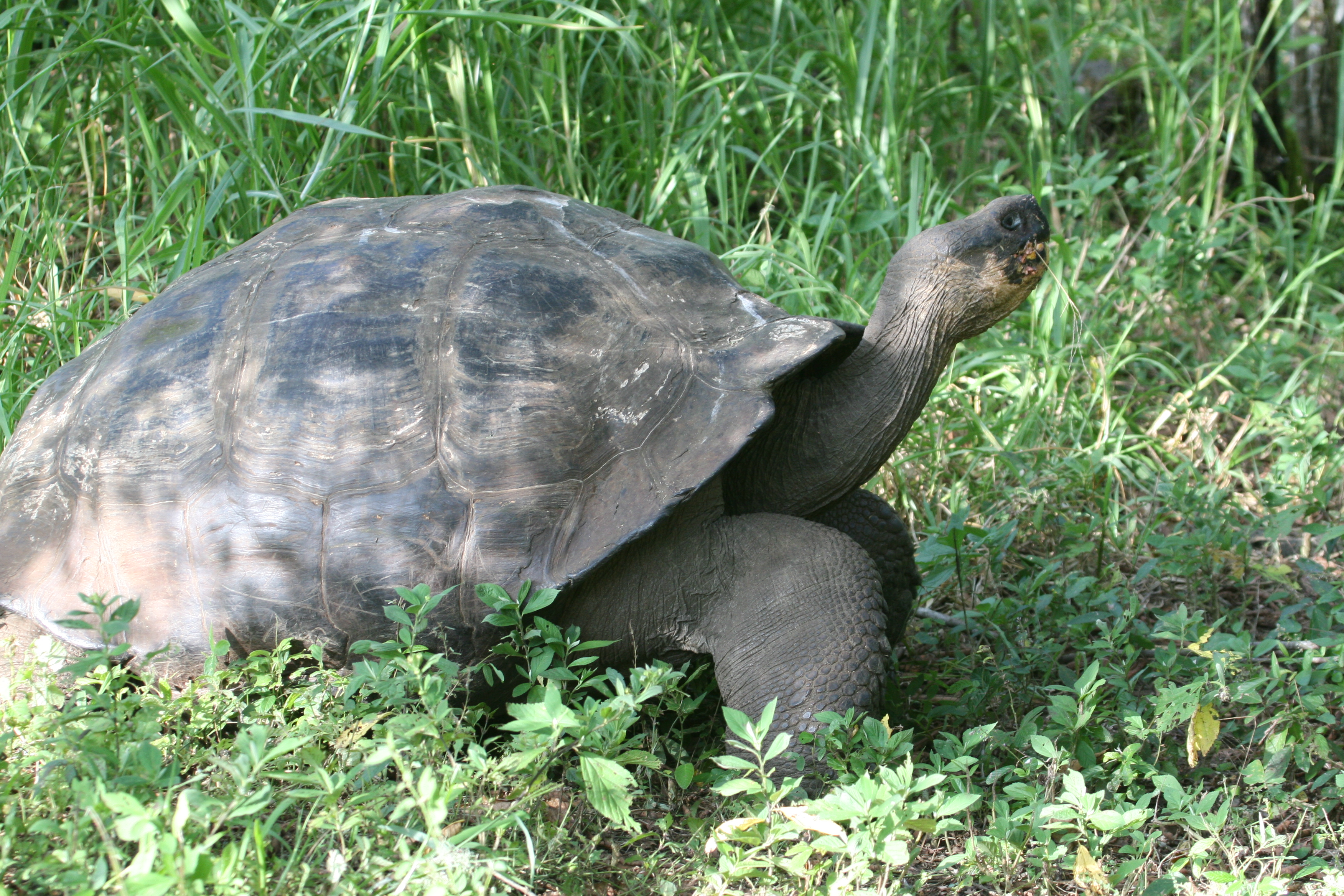 Giant Tortoise - Isla Santa Cruz Highlands