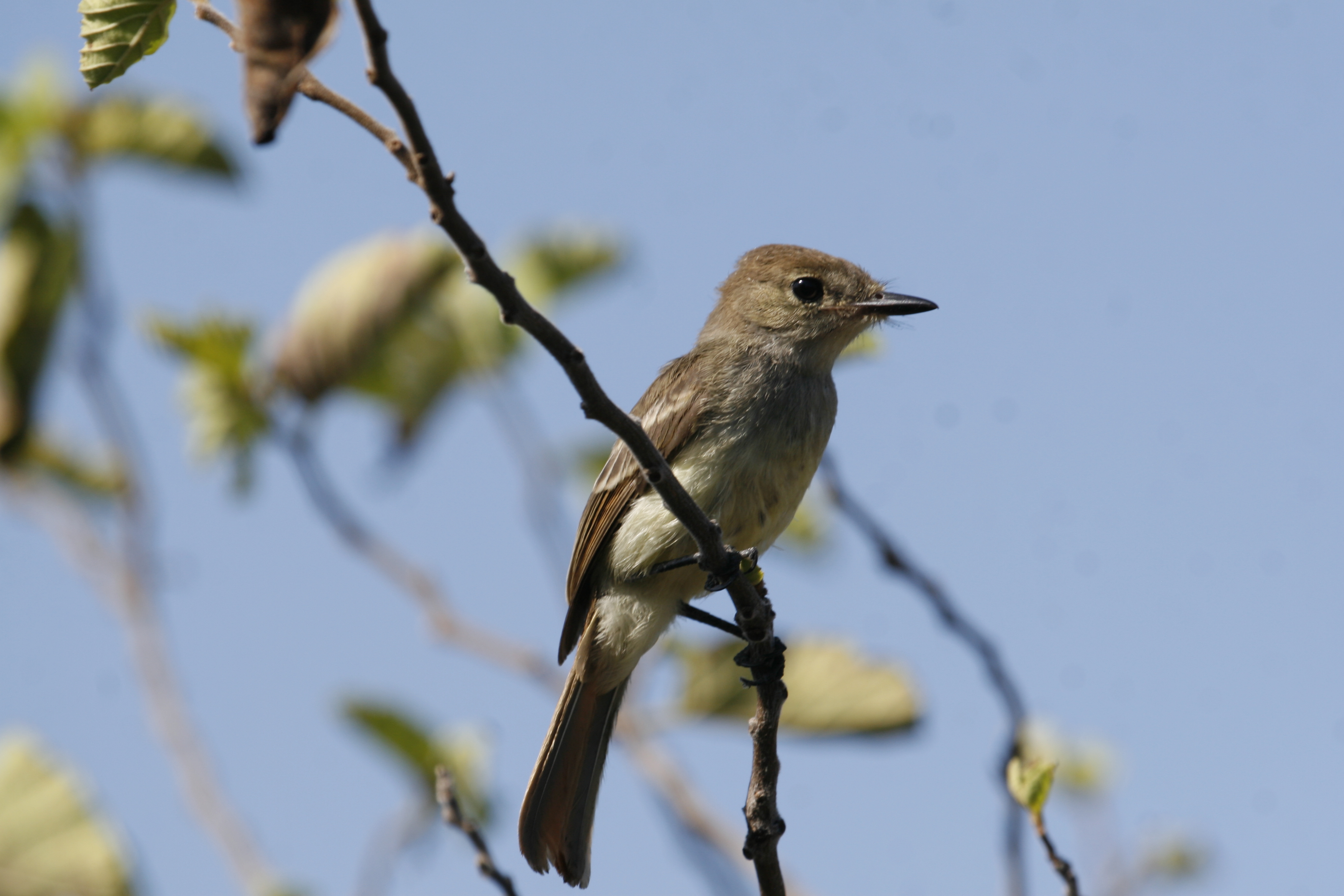 Galapagos Flycatcher - Bahia Urvina, Isla Isabela