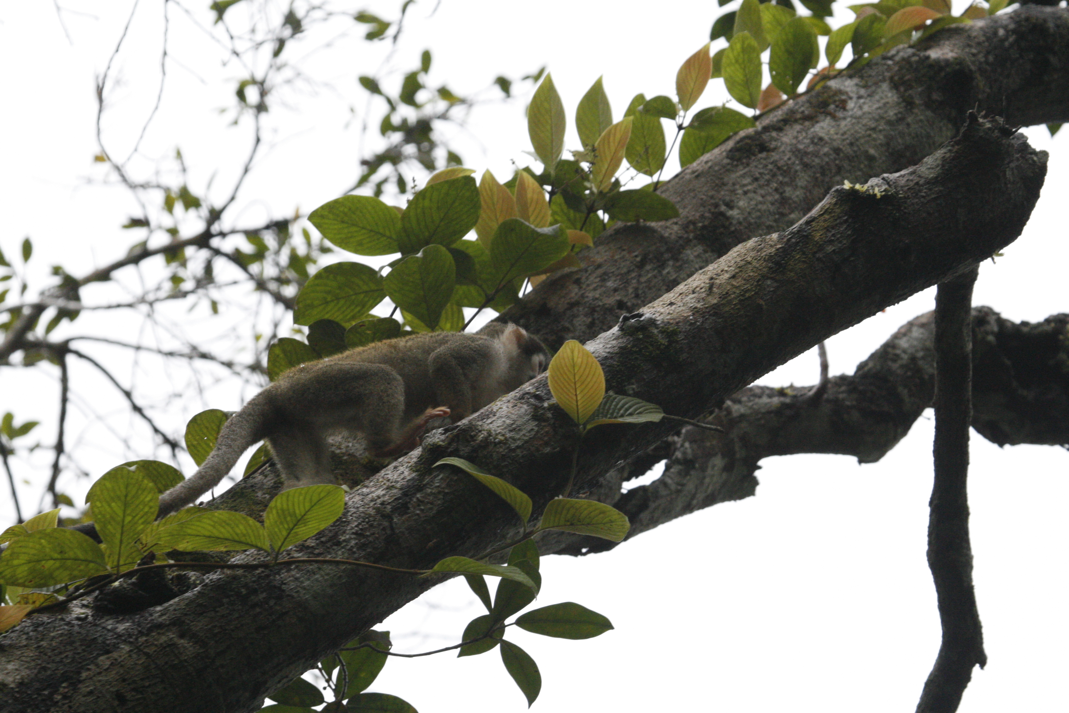 Squirrel Monkey - Sacha Lodge