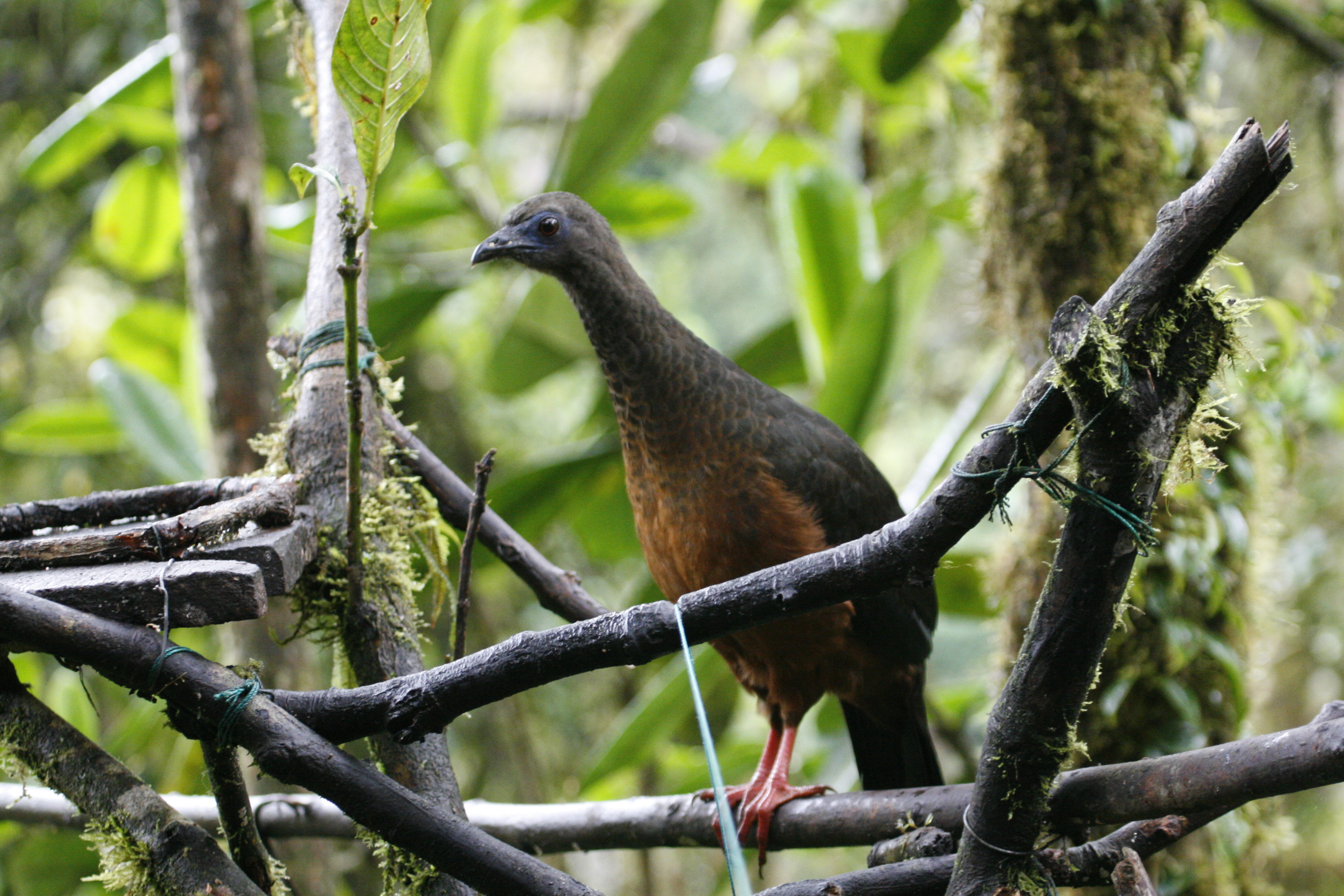 Sickle-winged Guan - Refugio Paz, Nanegalito
