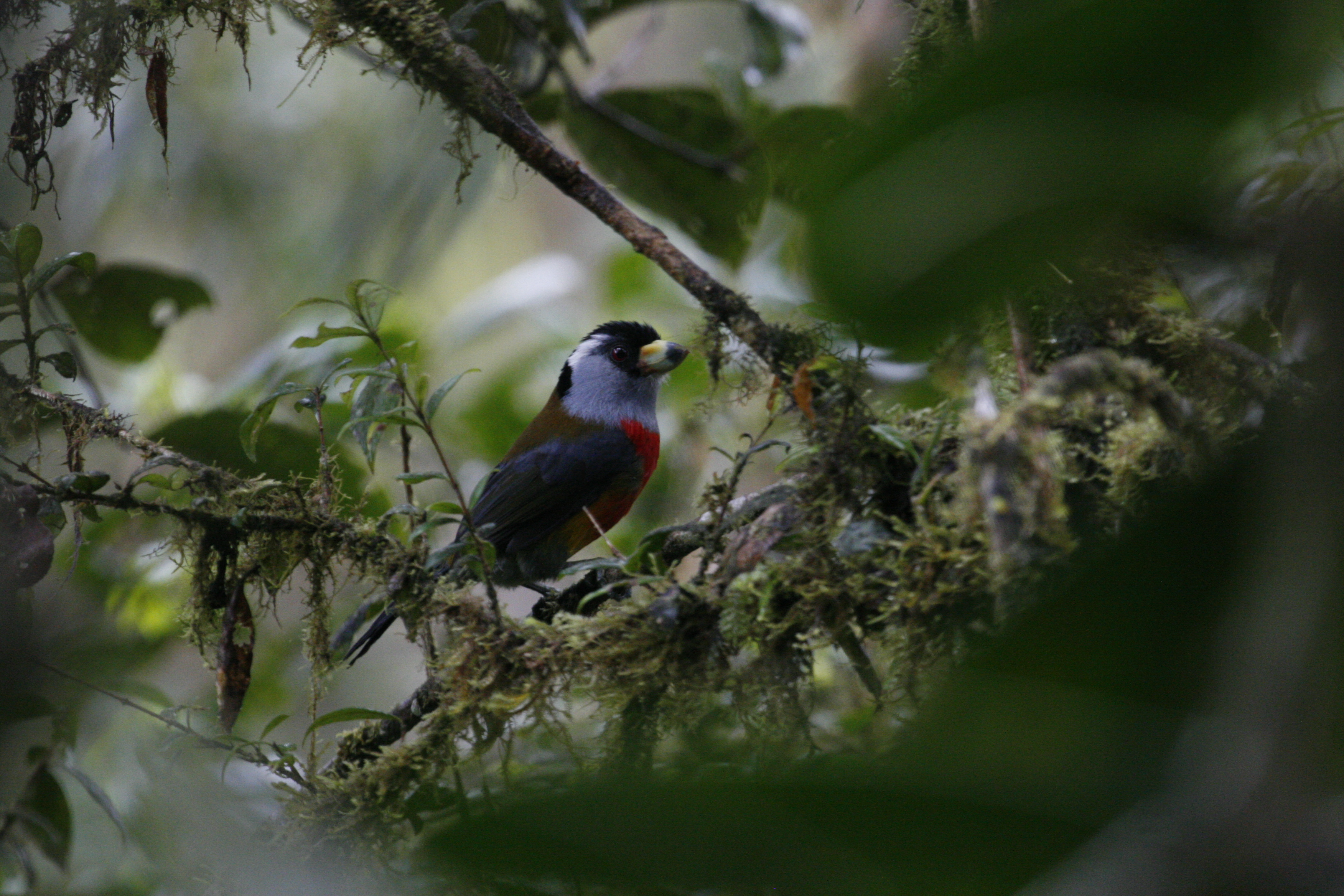 Toucan Barbet - Refugio Paz, Nanegalito