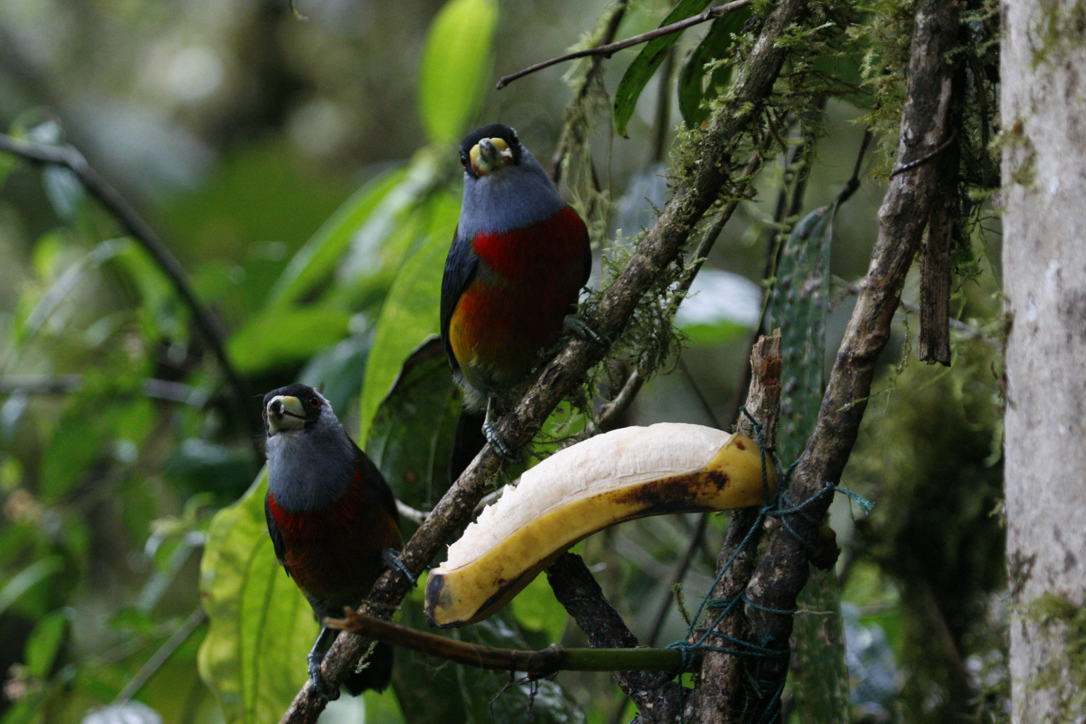 Toucan Barbets - Refugio Paz, Nanegalito