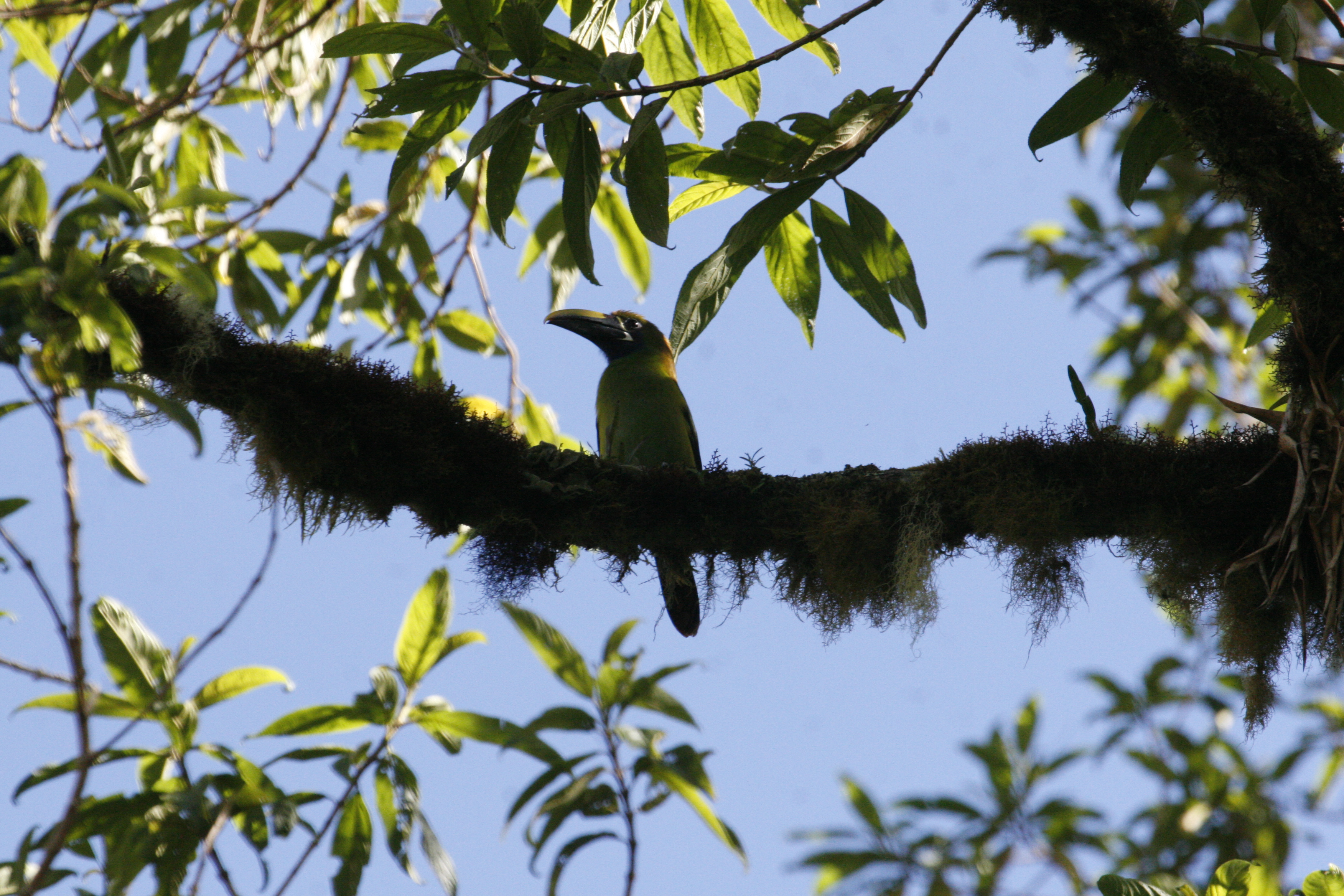 Emerald Toucanet - Los Quetzales - Cabin 8