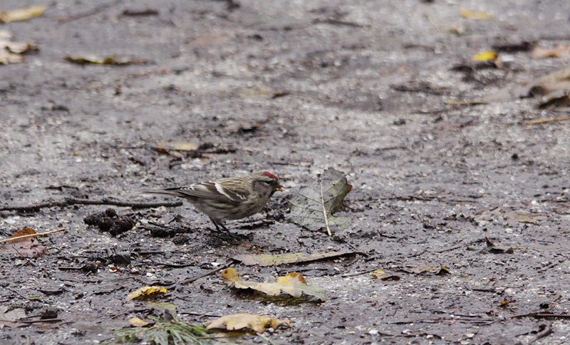Grote Barmsijs / Common Redpoll / Carduelis flammea 