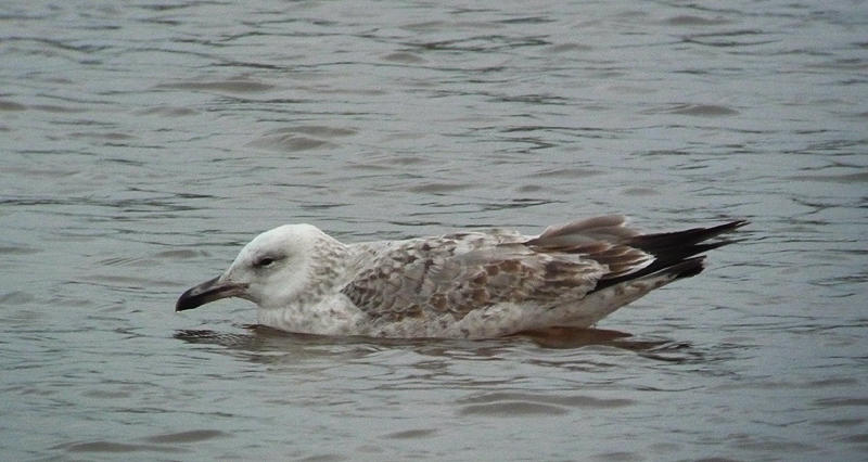Pontische Meeuw / Caspian Gull / Larus cachinnans