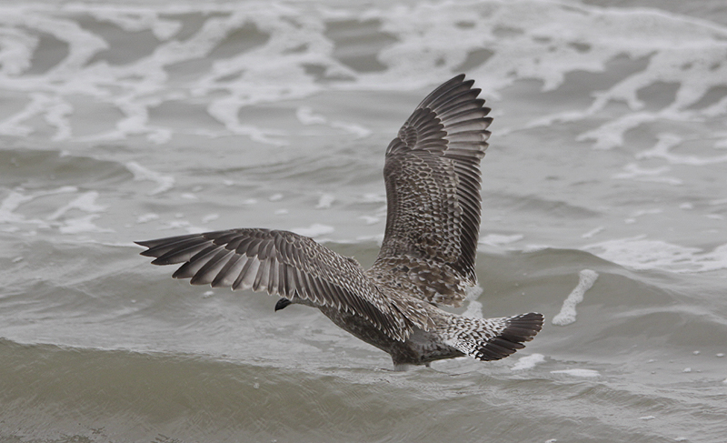 Zilvermeeuw / Herring Gull / Larus argentatus