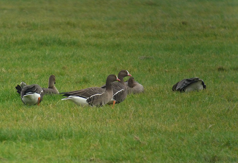 Dwerggans / Lesser White-fronted Goose / Anser erythropus