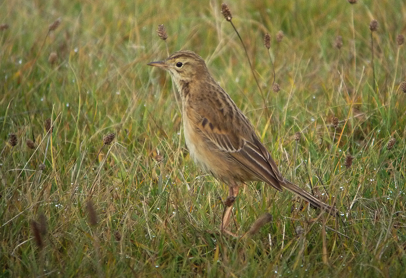 Grote Pieper / Richards Pipit / Anthus richardi