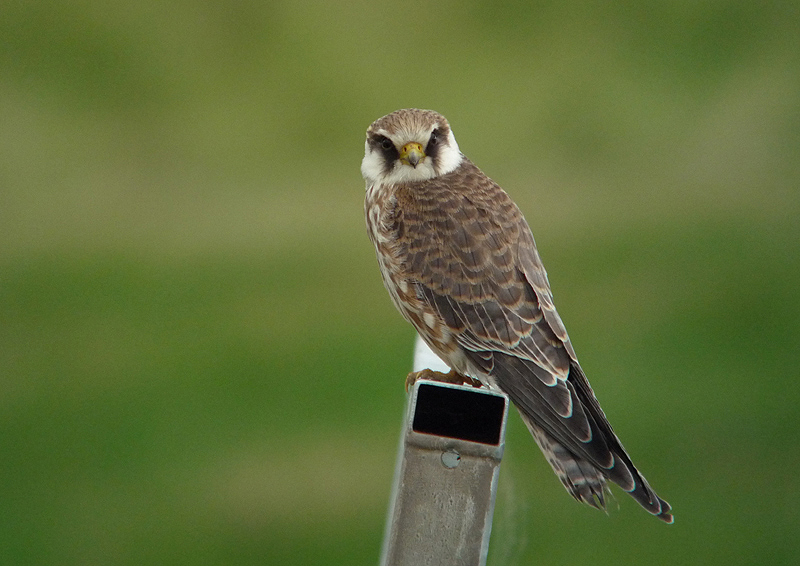 Roodpootvalk / Red-footed Falcon / Falco vespertinus