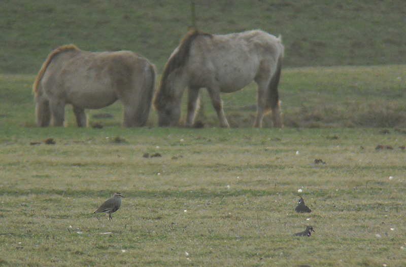 Steppekievit / Sociable Lapwing / Vanellus gregarius