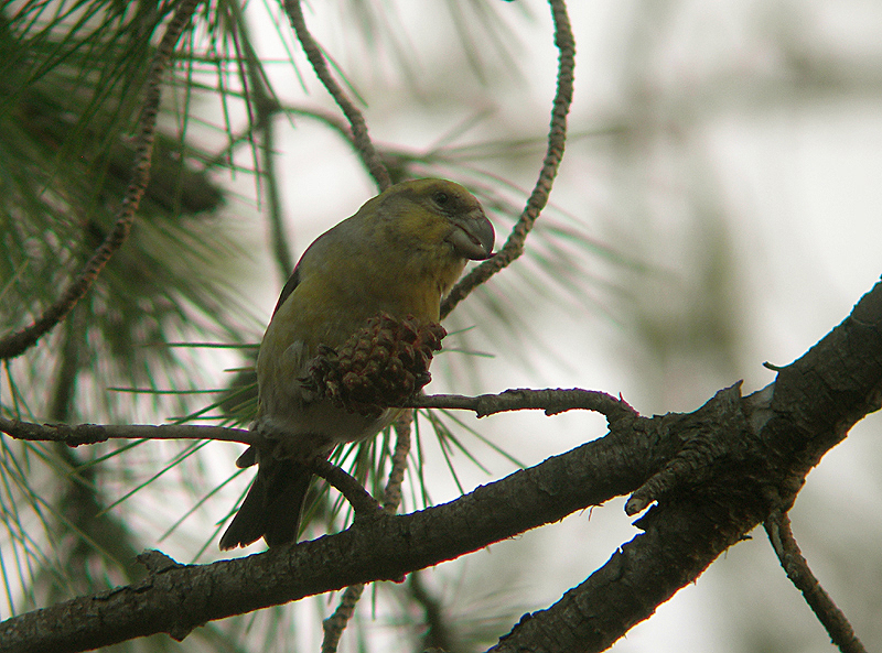 Grote Kruisbek / Parrot Crossbill / Loxia pytyopsittacus